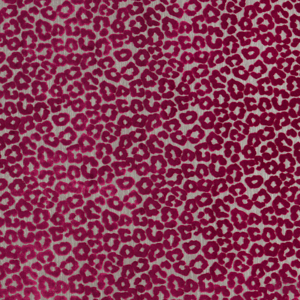 Judah Fuchsia